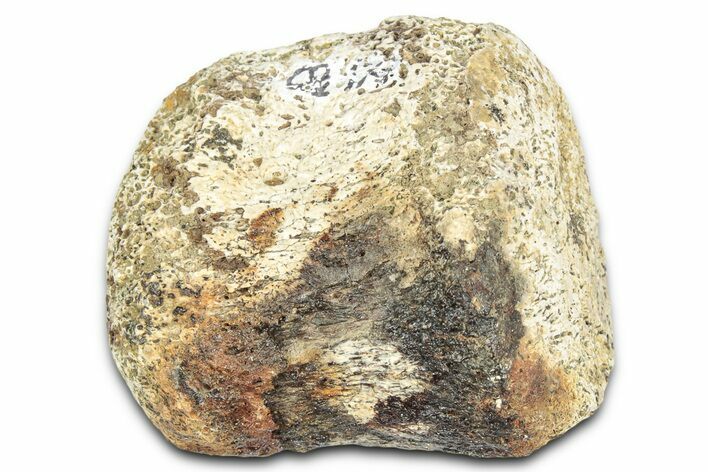 Fossil Dinosaur (Edmontosaurus?) Finger Bone - Montana #331257